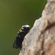 Carpenter Bee