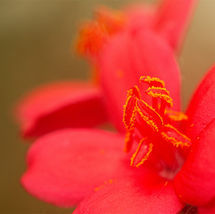 Vermillion flower