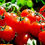 Miniatura: Tomates Ibicencos