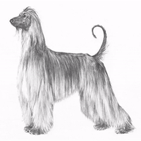 dogs different.gif