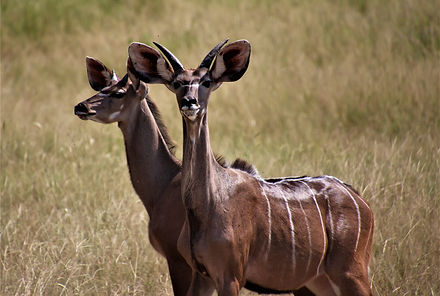 A bushbuck in Zimbabwe