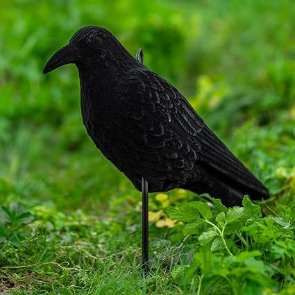 Crow decoy used for decoying crows.
