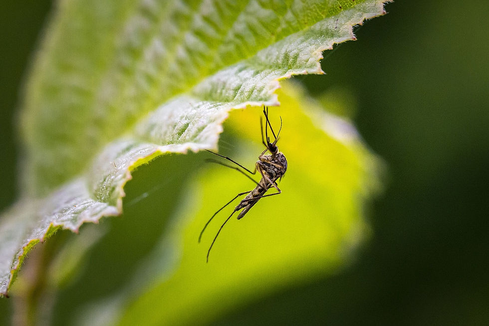 The best repellent for midges, mosquitos and horse flies.