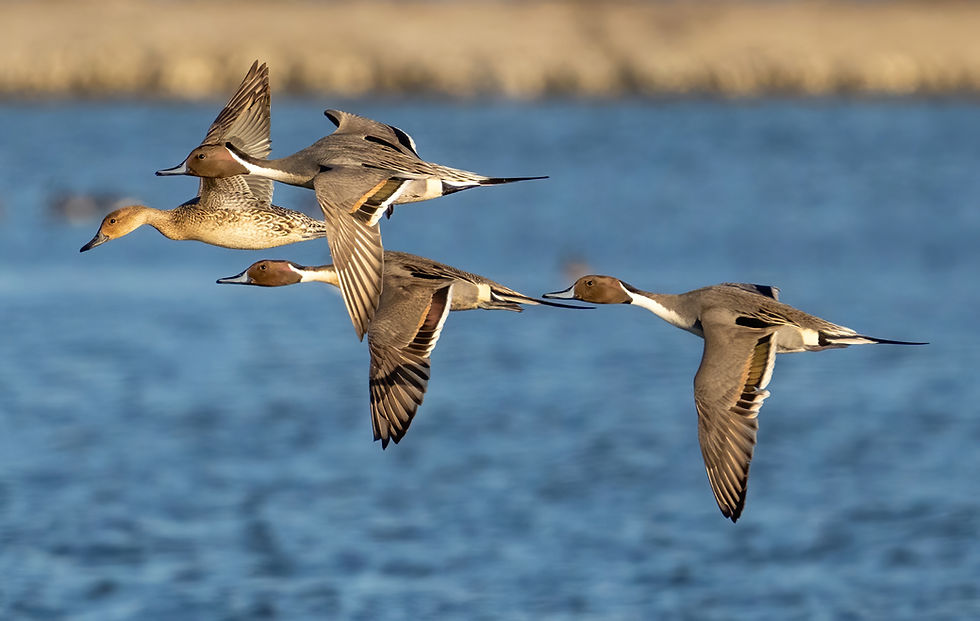 wildfowling club seeking members.