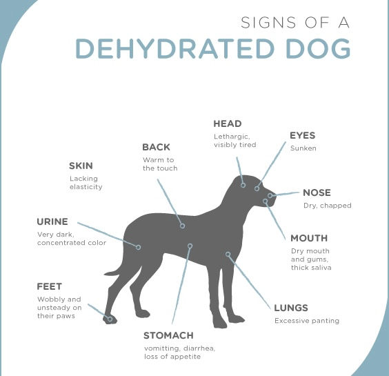 Signs of a dehydrated dog.