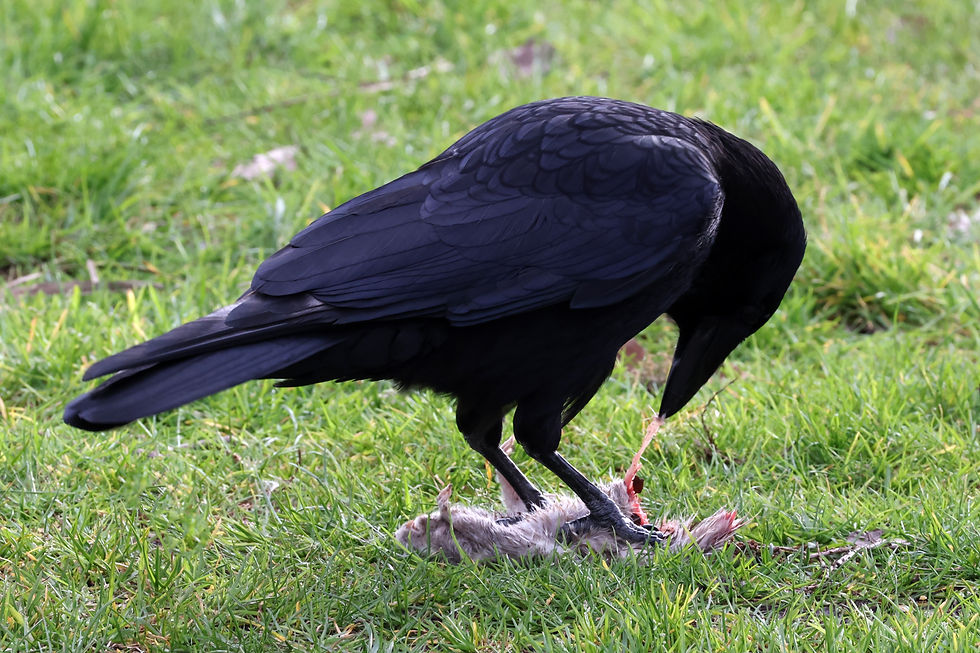 A carrion crow. Decoying crows is essential for controlling the corvid population.