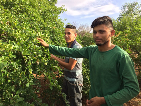 Aulas de Campo na EFA Dom Fragoso