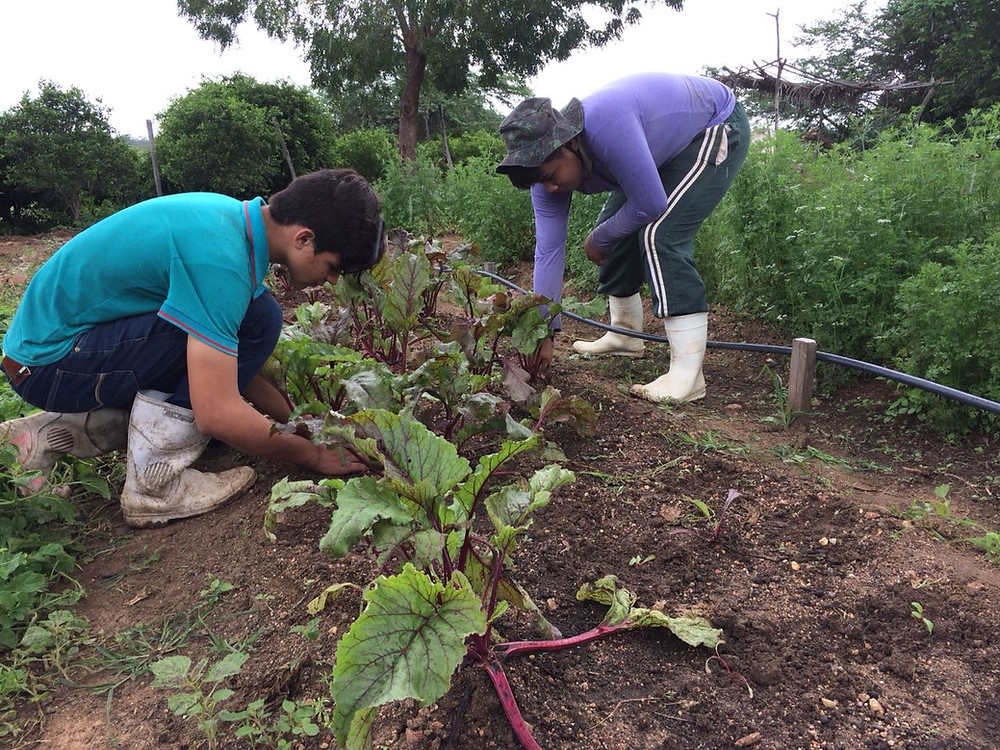 Educandos no manejo com as beterrabas
