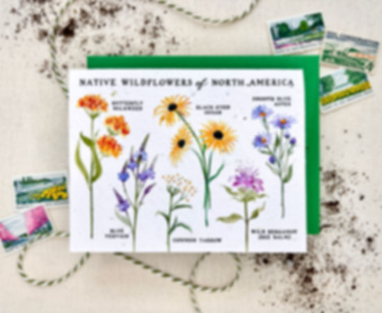 Native Wildflowers of North America, NATIVE Wildflower Mix
