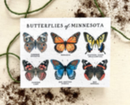 Wholesale Butterflies of Minnesota Plantable NATIVE Wildflower Seed Card
