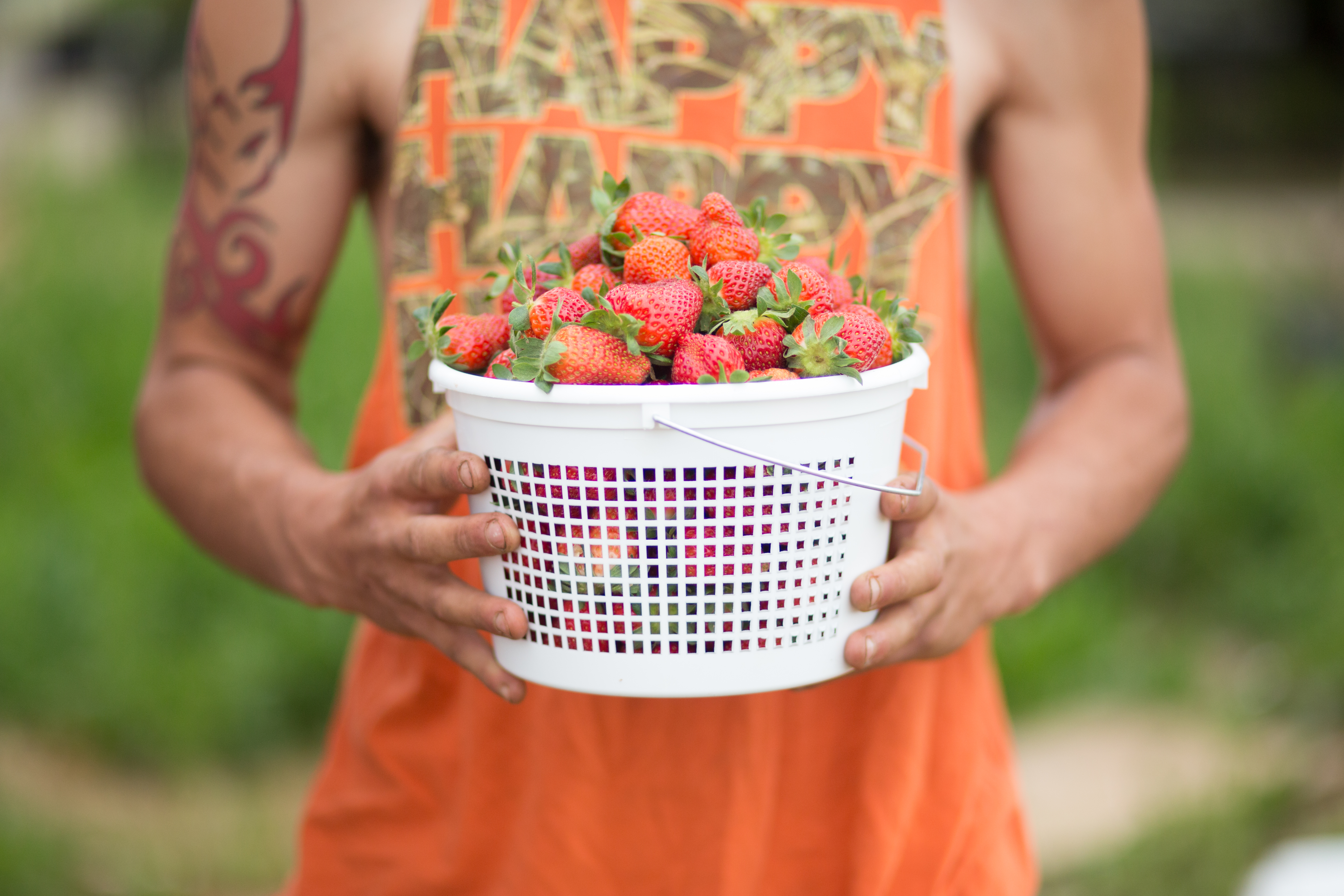 Hood Strawberry Farm