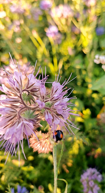 20250710_203617_edited_edited.jpg
