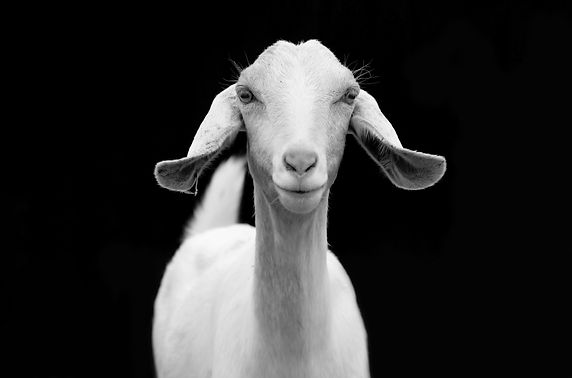 Goat.jpg
