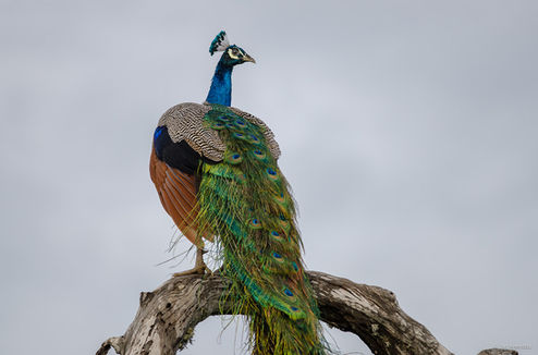 Peacock in Bundala National Park