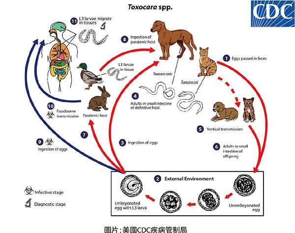 蛔蟲介紹圖-22.jpg