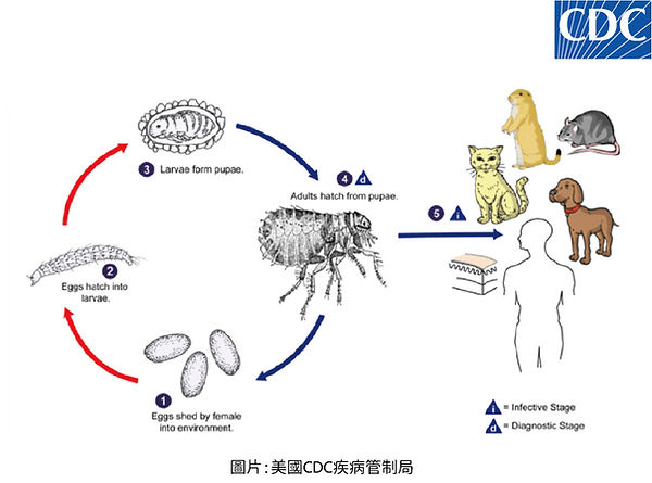 跳蚤介紹圖-21.jpg