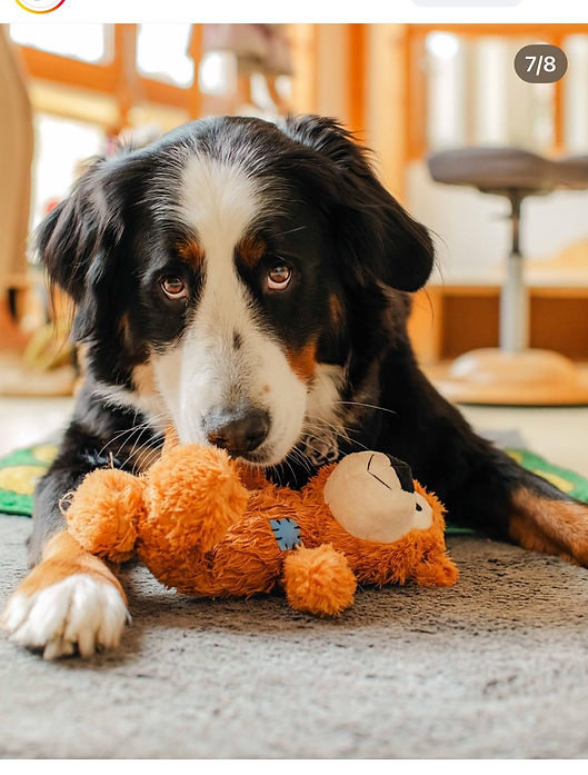 Therapiehund Lola