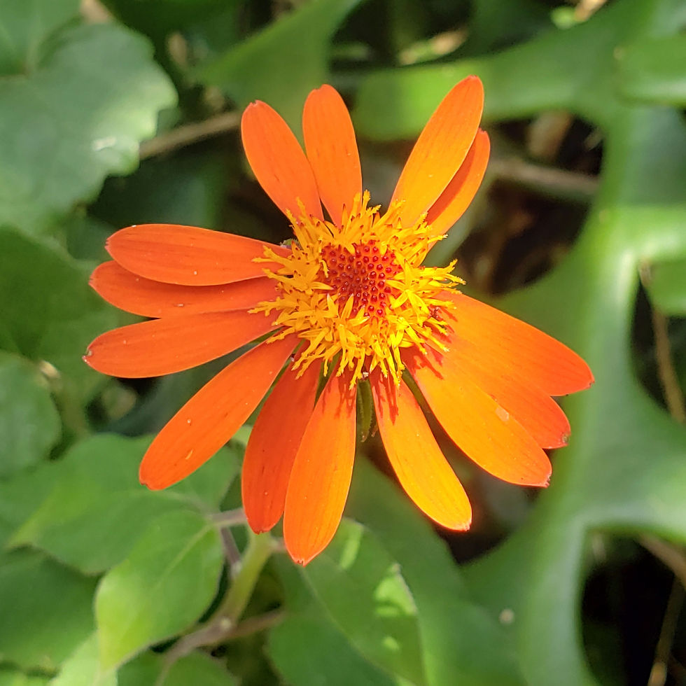 Essa primavera, de repouso.