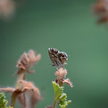 Butterfly on Branch