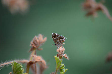 Mariposa en rama