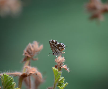 Butterfly on Branch