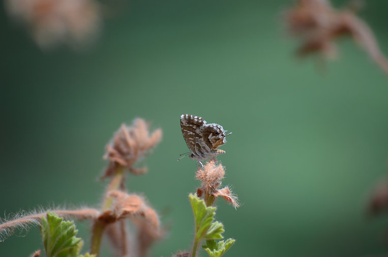 Papillon sur une branche