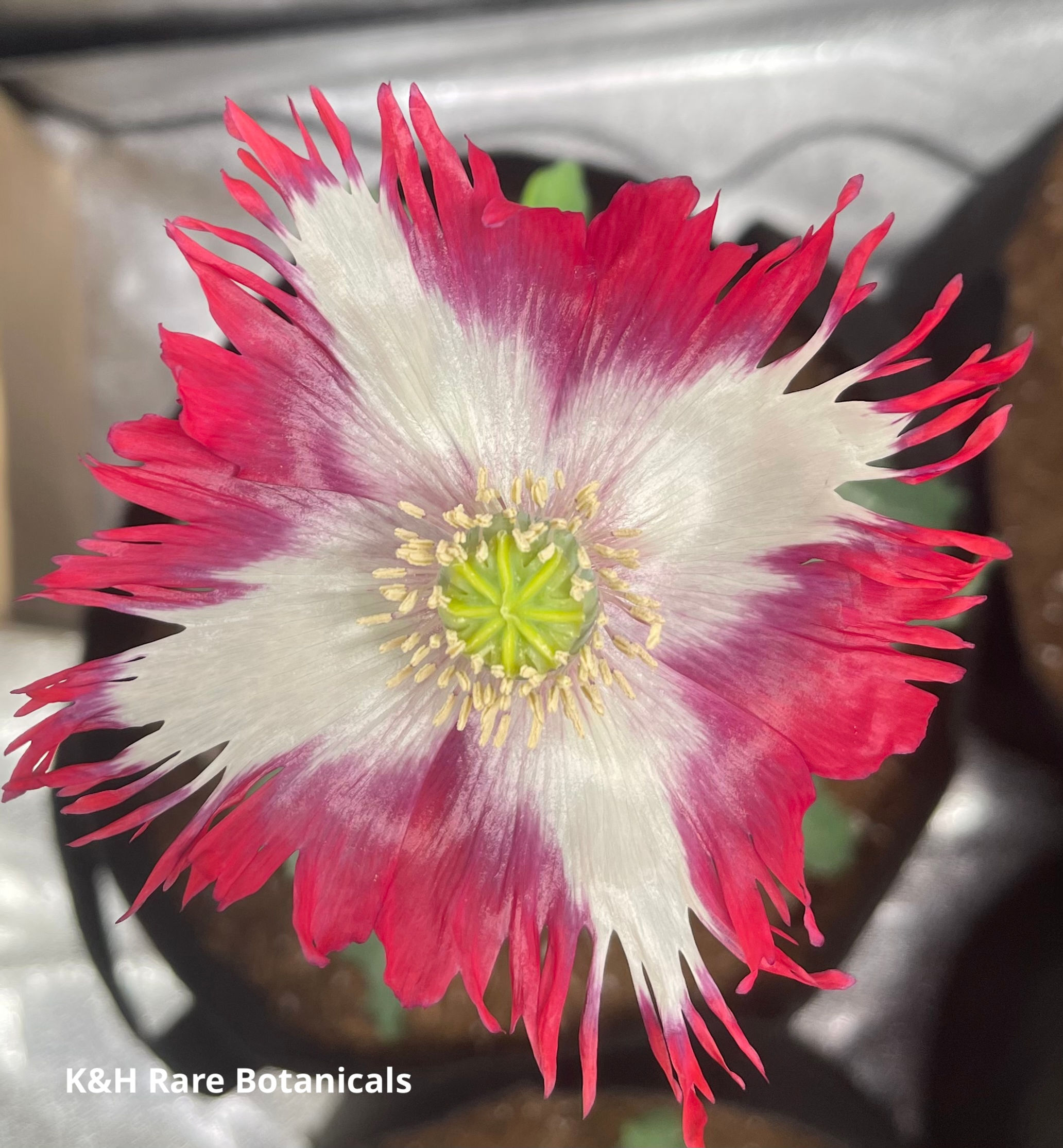 Izmir Pink Flame (500+seeds)