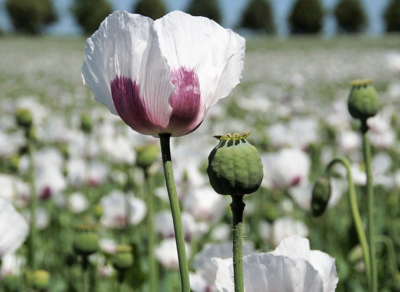 Afghan White and Purple (Kandahar) (500+seeds)