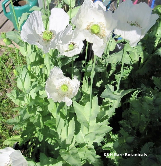 Turkish White(Rare) (500+seeds)