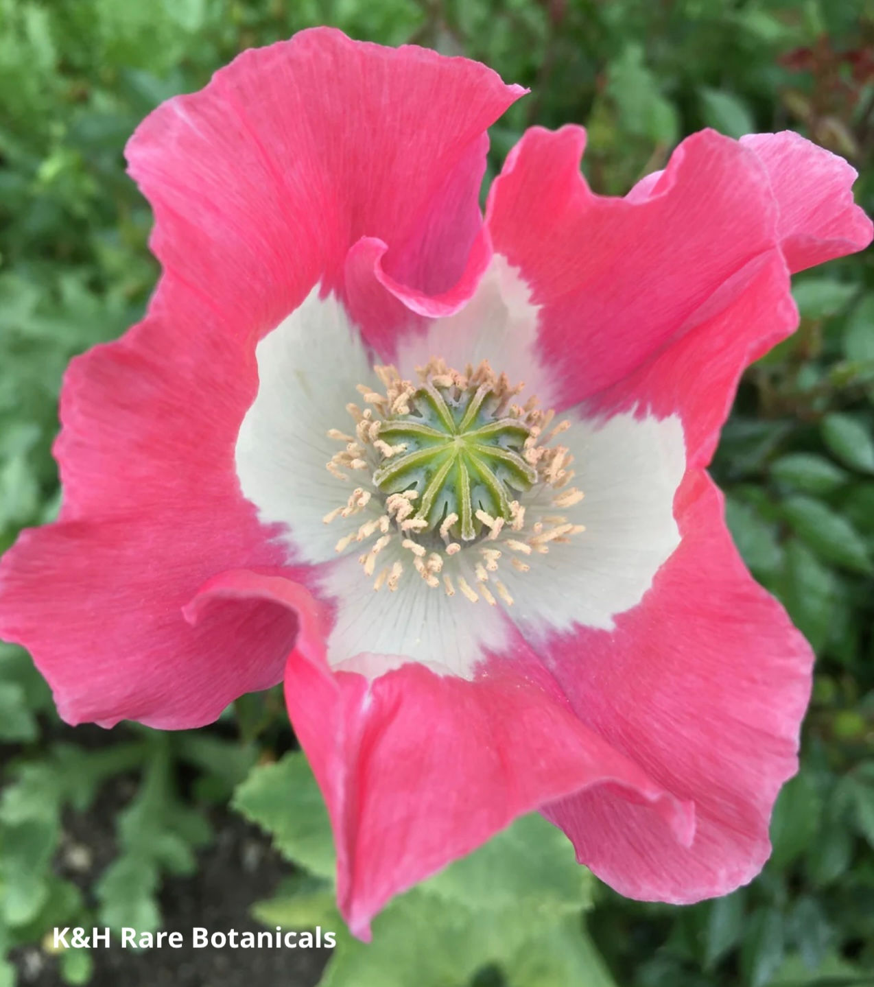 Izmir Afghan Pink Special(Galania)(500+seeds)