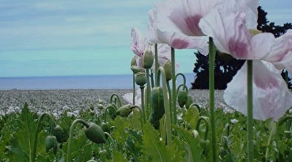 Thumbnail: Afghan White and Purple  (Kandahar) (500+seeds)