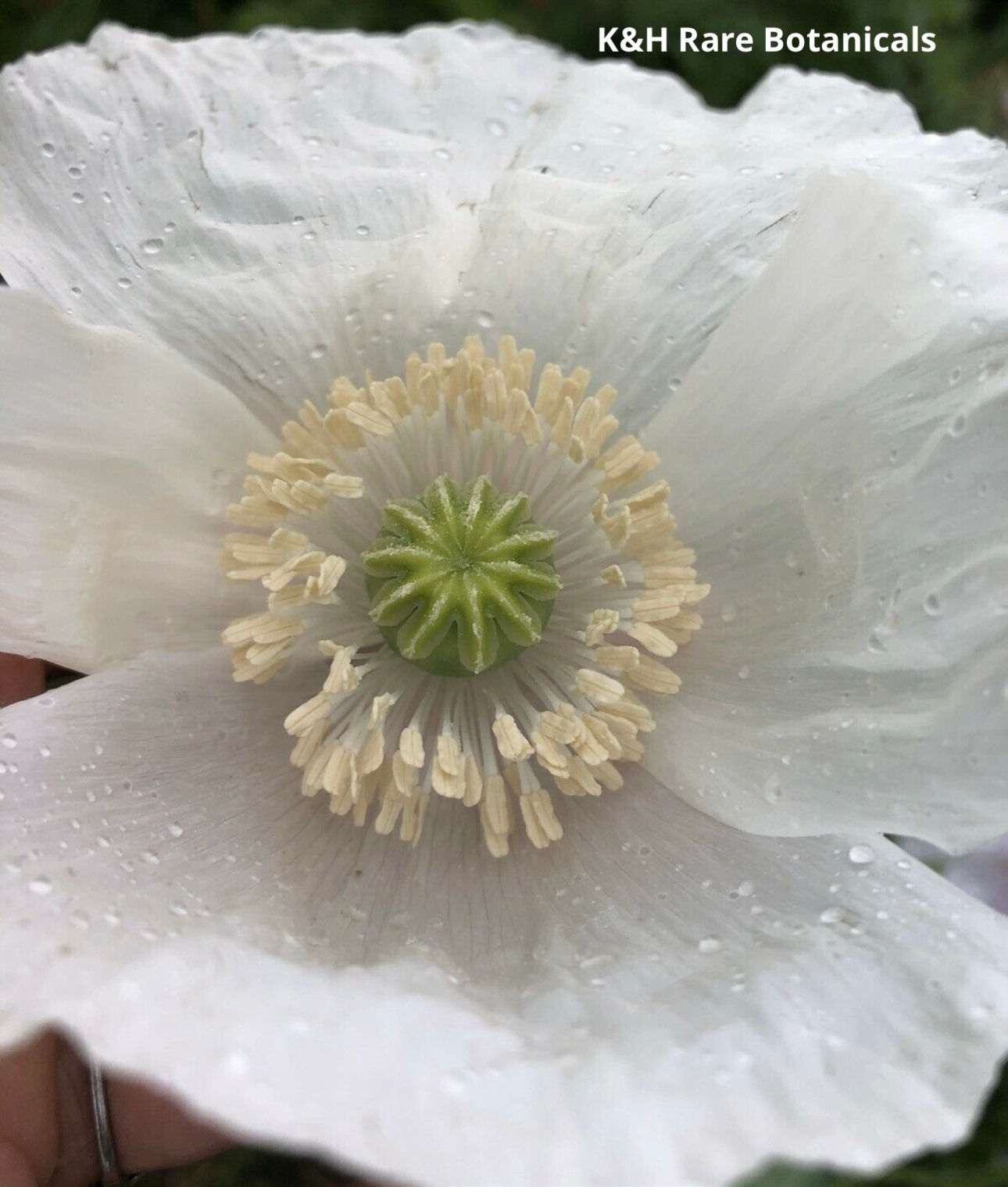 Afghan White (500+seeds)Very Rare!!!!!!!