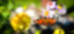 Butterfly_edited_edited.jpg