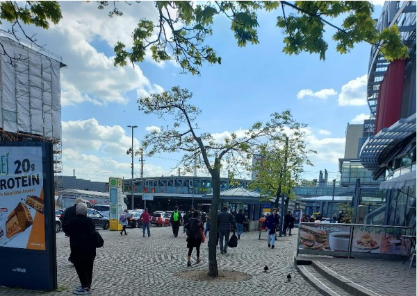 Alarmzeichen an Straßenbäumen. Mutmaßliche Verursacher: Hitze! Wassermangel! Müll!