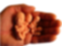 Hand holding baby fetal models