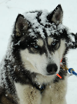 sportnature_association_Igloo