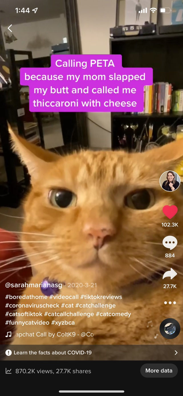 Sarah Mariana viral tiktok with orange cat calling peta