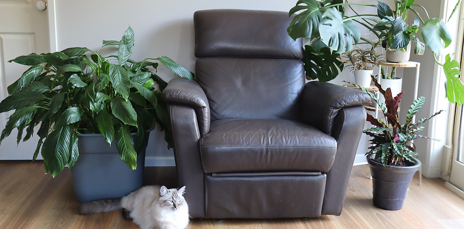 5 Plants 1_edited_edited.jpg