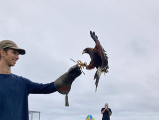 Hawk landing on glove of smiling Falconry Experience participant