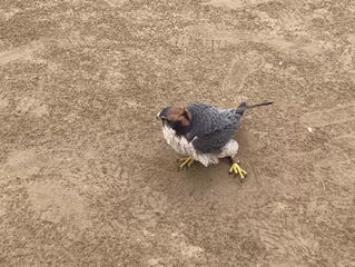 Another falcon dust bath during our experience