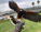 Hawk landing on a glove at Torrey Pines in La Jolla, during a Falconry Experience