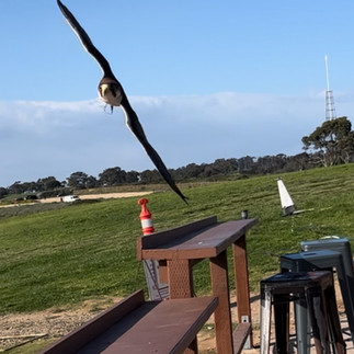 Lanner Falcon in a Knife Edge turn at the Torrey Pines Gliderport