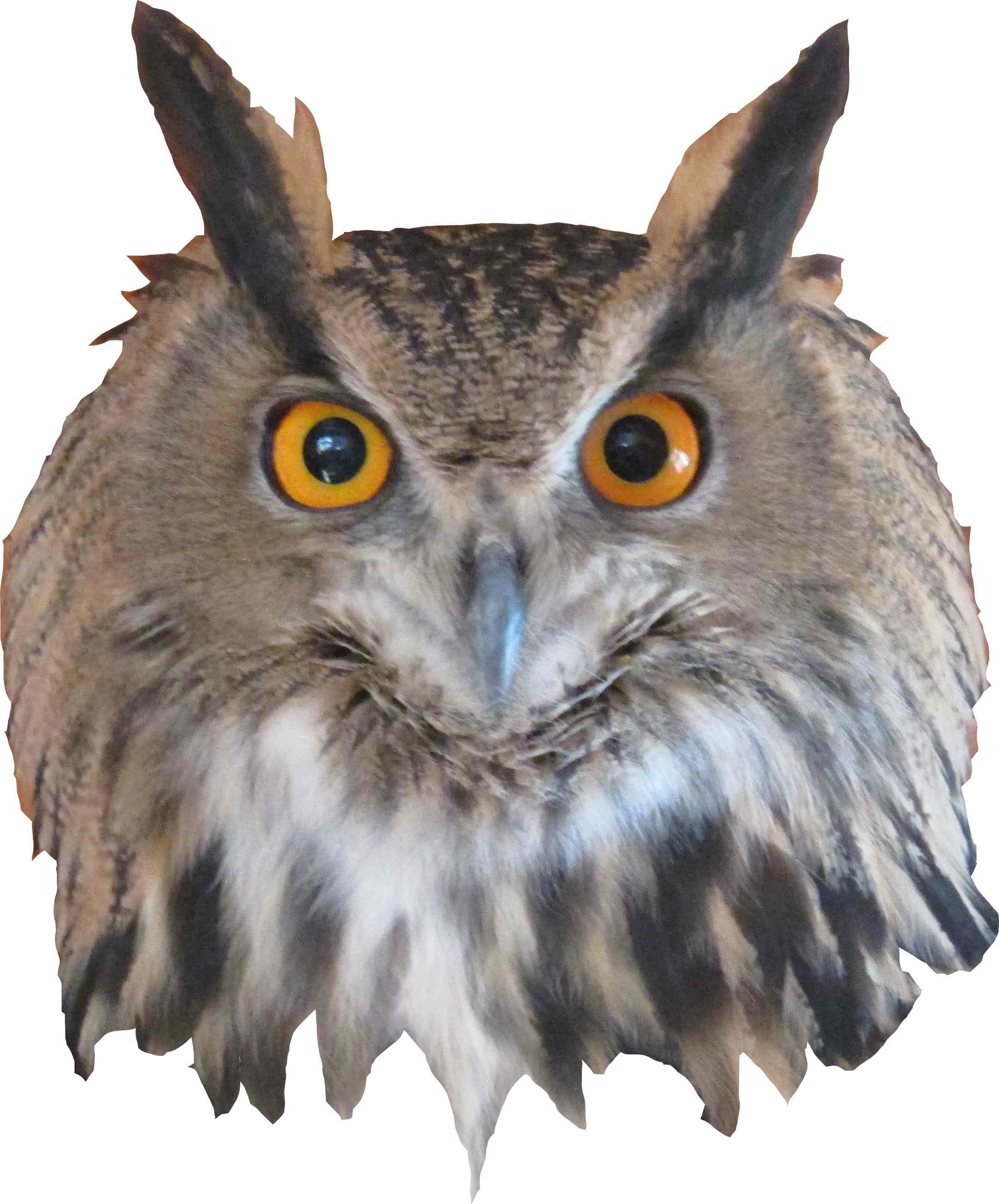 Total Raptor eXperience logo