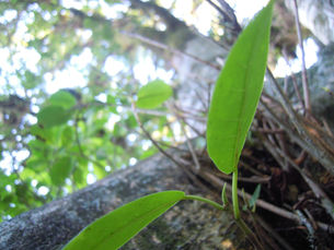 Multiplique as sementes