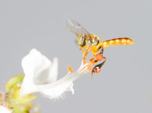 O grande e silencioso trabalho das abelhas sem ferrão