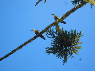 O Dia mundial dos animais