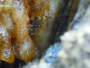Apis Mellifera e sua relação com as Araucárias!