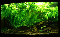 Underwater jungle with live plants