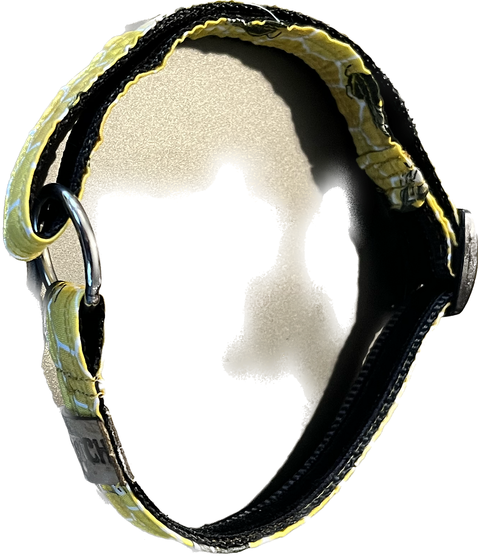 HOUSE COLLARS The Dog Shop