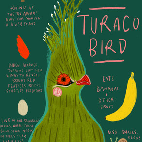 Turaco Bird